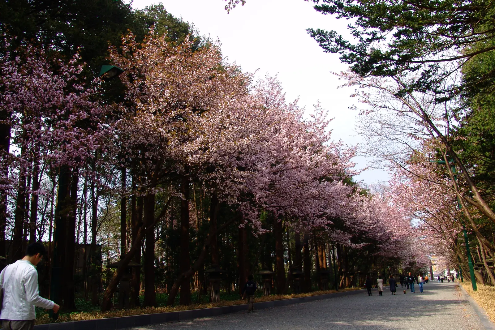 桜の季節の北海道神宮 表参道
